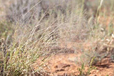 Sporobolus caroli, photographed by Kym Nicolson