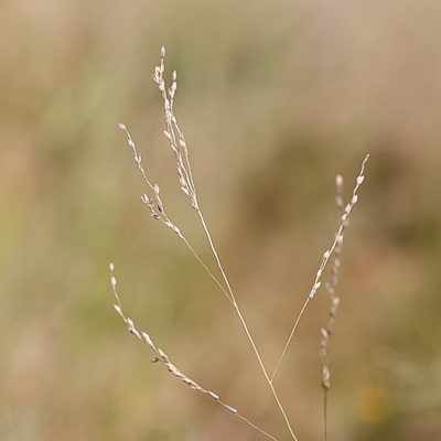 Panicum decompositum, photographed by Kym Nicolson