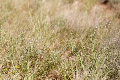 Panicum decompositum, photographed by Kym Nicolson