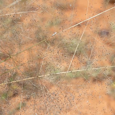 Sporobolus caroli, photographed by Kym Nicolson