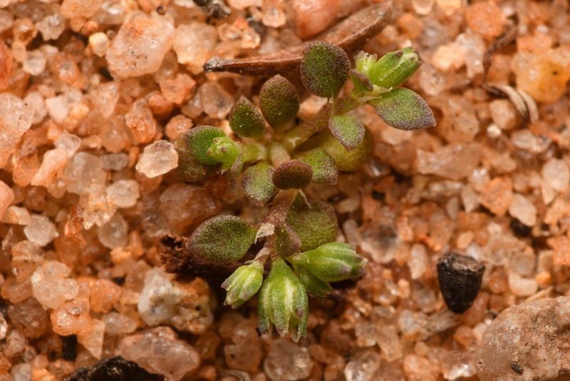 Polycarpon depressum, photographed by Trevor Van Loon