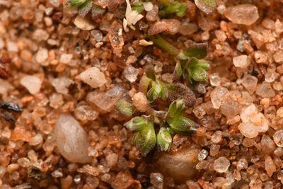 Polycarpon depressum, photographed by Trevor Van Loon