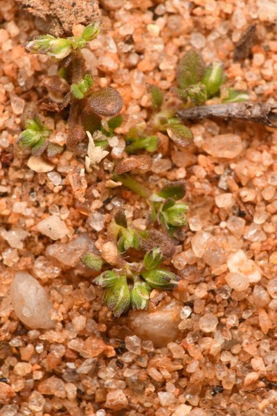 Polycarpon depressum, photographed by Trevor Van Loon
