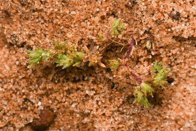 Loeflingia squarrosa, photographed by Trevor Van Loon