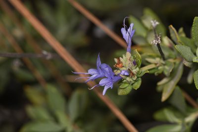 Salvia clevelandii, photographed by Trevor Van Loon