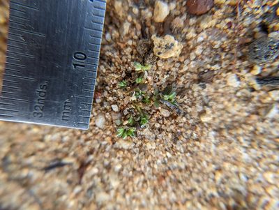 Polycarpon depressum, photographed by Trevor Van Loon