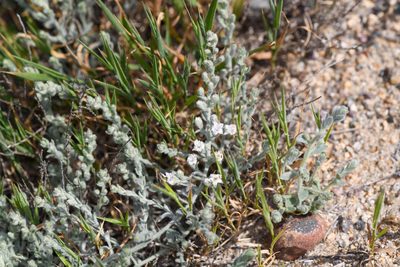 Cressa truxillensis, photographed by Trevor Van Loon