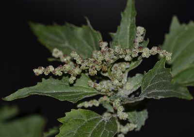 Chenopodiastrum murale, photographed by kbkash