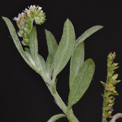 Euploca procumbens, photographed by kbkash