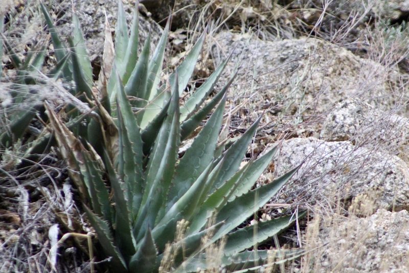 Agave mckelveyana, photographed by CK2AZ
