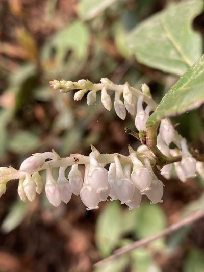 Gaultheria fragrantissima, photographed by John Kenrick Gibson