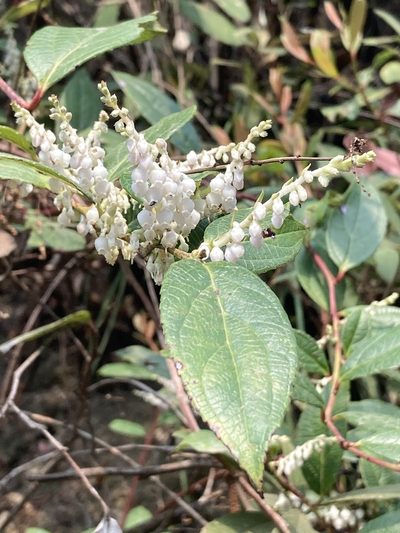 Gaultheria fragrantissima, photographed by John Kenrick Gibson