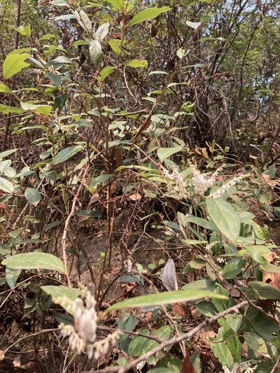 Gaultheria fragrantissima, photographed by John Kenrick Gibson