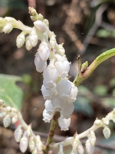 Gaultheria fragrantissima, photographed by John Kenrick Gibson
