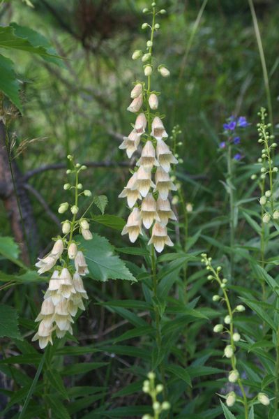 Digitalis ciliata, photographed by Oleg Kosterin