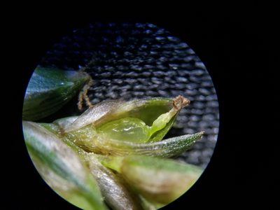 Carex striatula, photographed by Daniel McClosky