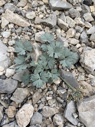 Cymopterus gilmanii, photographed by Matt Berger