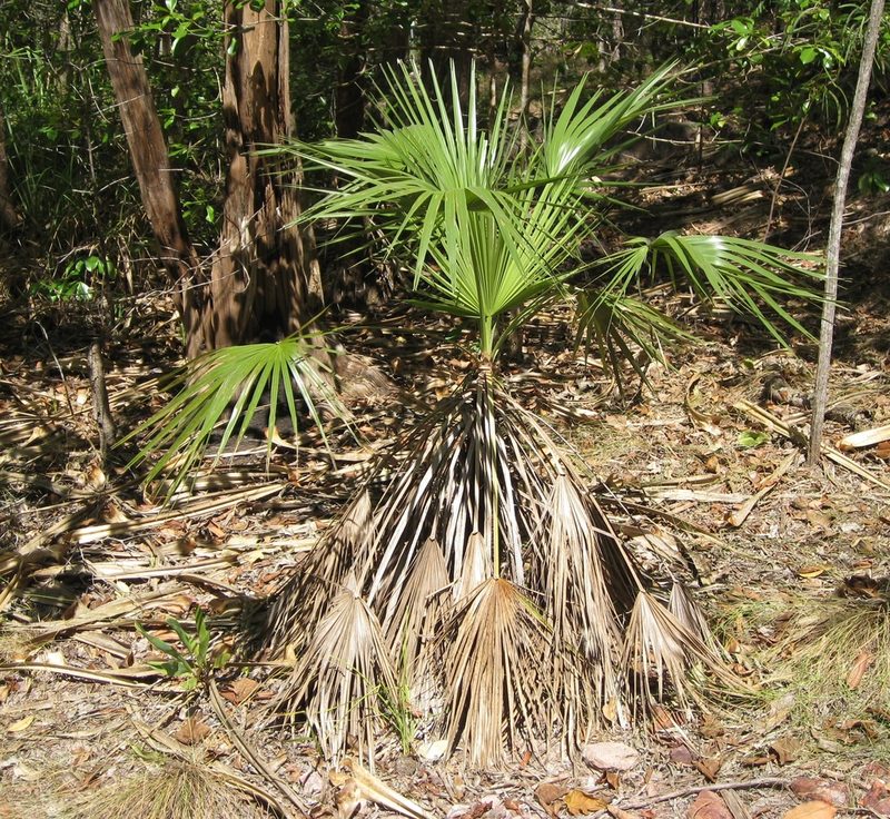 Livistona humilis, photographed by John Brew