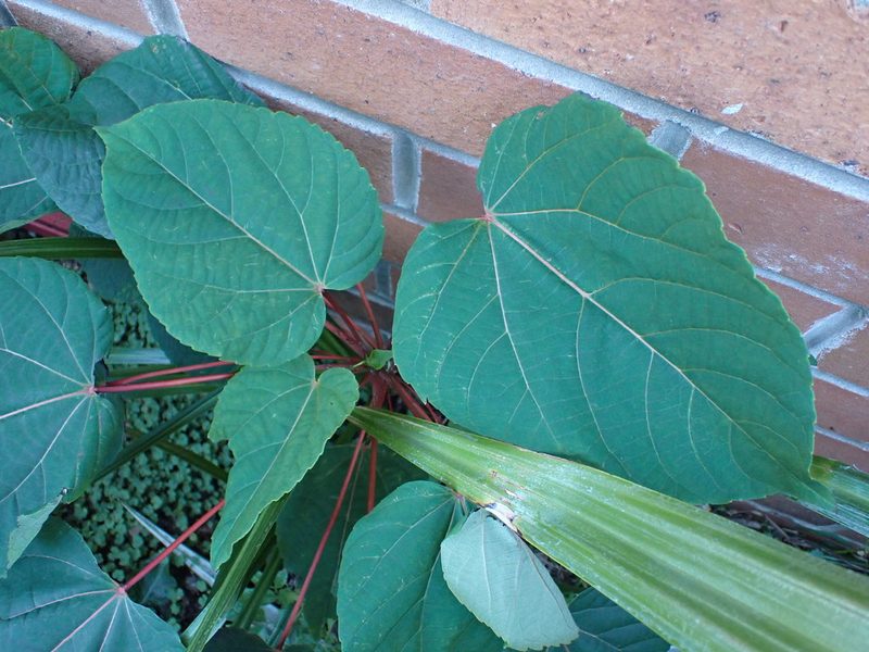 Idesia polycarpa, photographed by Saryu Mae 前 朝琉