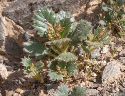 Aliciella latifolia