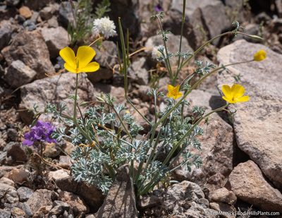 Eschscholzia minutiflora, photographed by Tim Messick