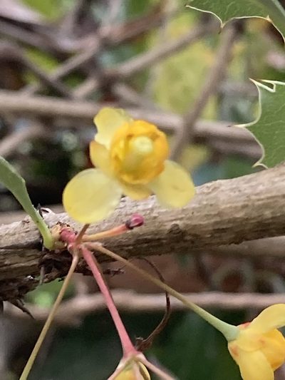 Berberis asiatica, photographed by John Kenrick Gibson