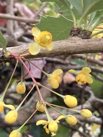 Berberis asiatica, photographed by John Kenrick Gibson