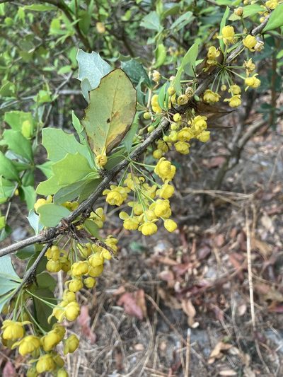 Berberis asiatica, photographed by John Kenrick Gibson