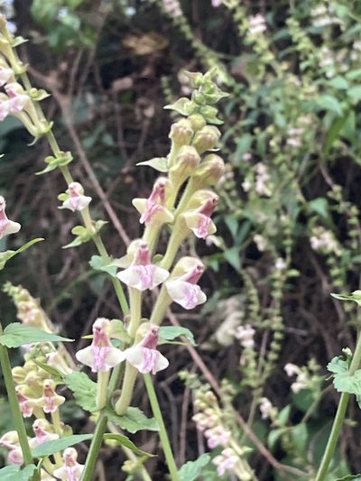 Scutellaria scandens, photographed by John Kenrick Gibson
