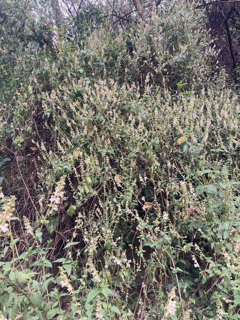Scutellaria scandens, photographed by John Kenrick Gibson