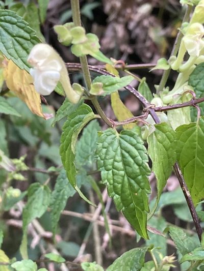 Scutellaria scandens, photographed by John Kenrick Gibson
