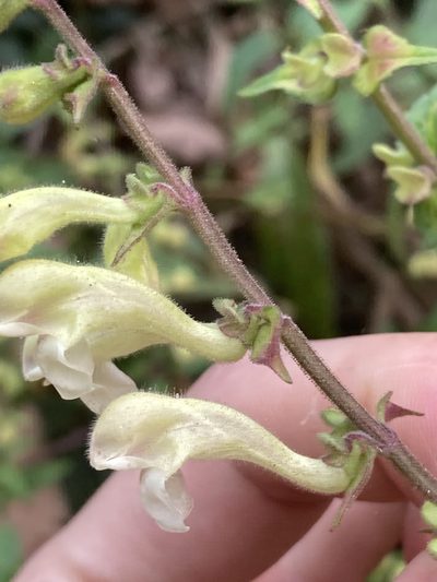 Scutellaria scandens, photographed by John Kenrick Gibson