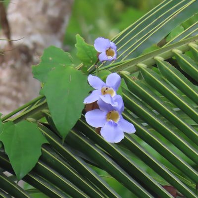 Thunbergia grandiflora, photographed by Maria Janeiro