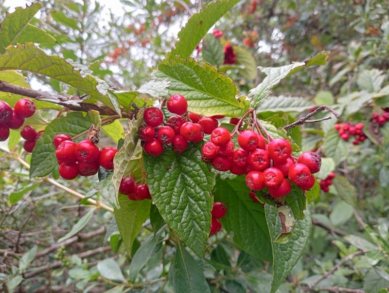 Cotoneaster bullatus, photographed by John Barkla