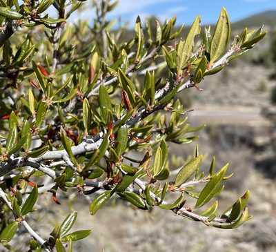 Cercocarpus ledifolius, photographed by Henrik Kibak