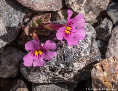 Diplacus bigelovii, photographed by Tim Messick