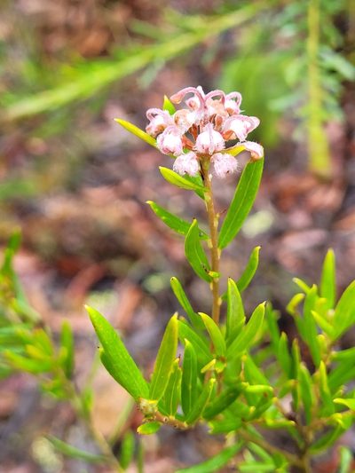 Grevillea sphacelata, photographed by Eamonn Culhane