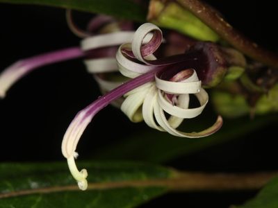 Clermontia parviflora, photographed by Scott Loarie