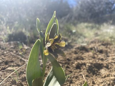Fritillaria agrestis, photographed by Mike Heine