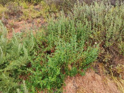 Eriogonum parvifolium, photographed by Alexander Wentworth