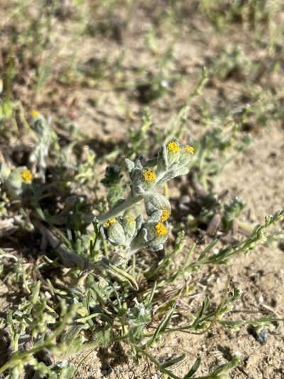 Monolopia congdonii, photographed by Mike Heine