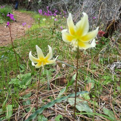 Erythronium californicum