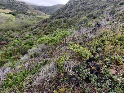 Ceanothus maritimus, photographed by Alexander Wentworth