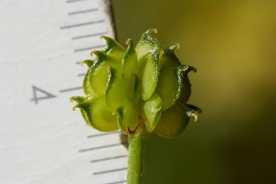 Ranunculus canus, photographed by Ken-ichi Ueda