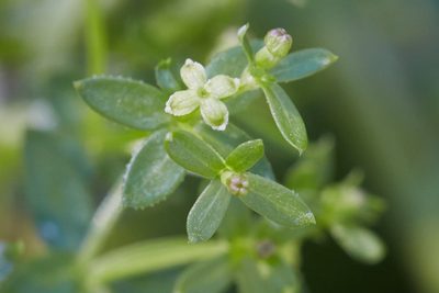 Galium porrigens, photographed by Ken-ichi Ueda