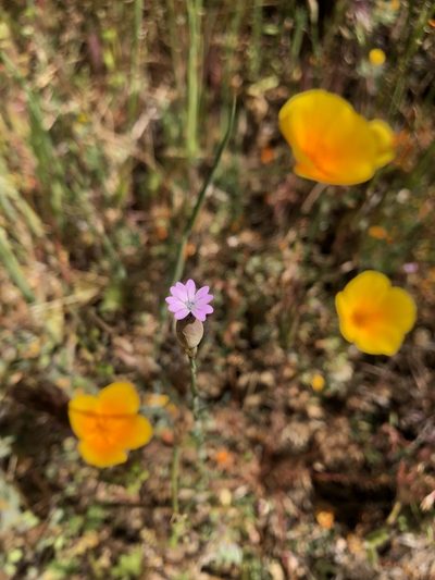Petrorhagia nanteuilii, photographed by graham_coop