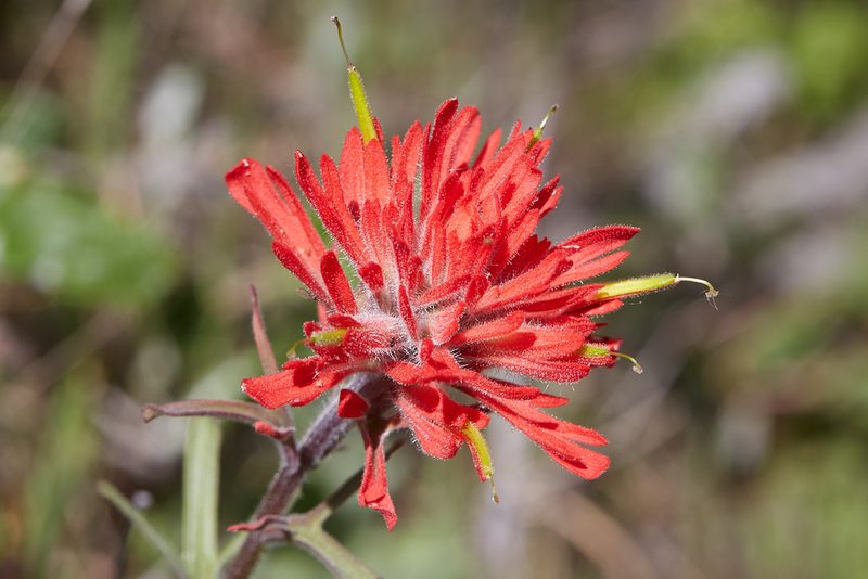 Castilleja affinis, photographed by Ken-ichi Ueda