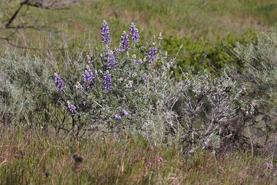 Lupinus albifrons, photographed by Ken-ichi Ueda