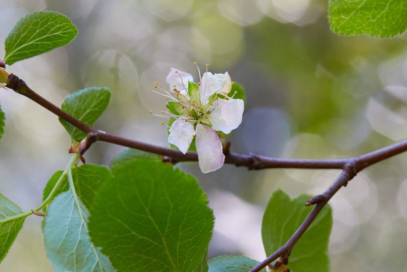 Prunus subcordata, photographed by Ken-ichi Ueda