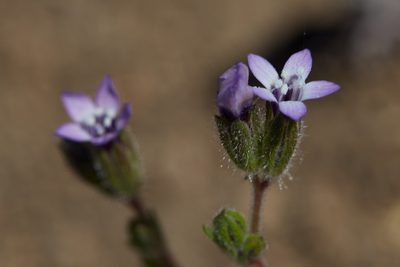Gilia clivorum, photographed by Ken-ichi Ueda